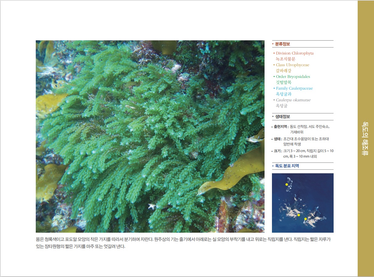 옥덩굴 정보